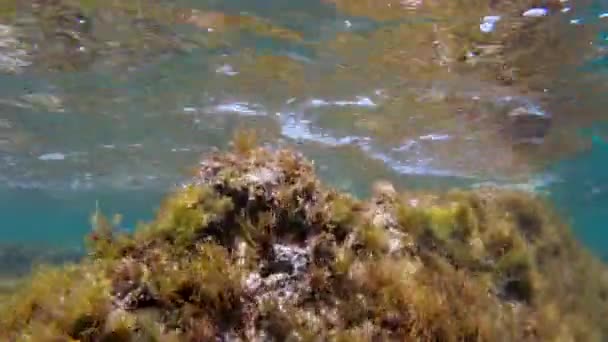 Détails Sous Marins Malte Mer Méditerranée — Video
