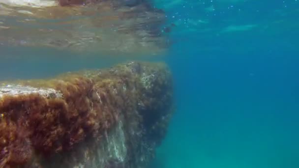 Détails Sous Marins Malte Mer Méditerranée — Video