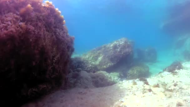 Detalhes Subaquáticos Malta Mar Mediterrâneo — Vídeo de Stock