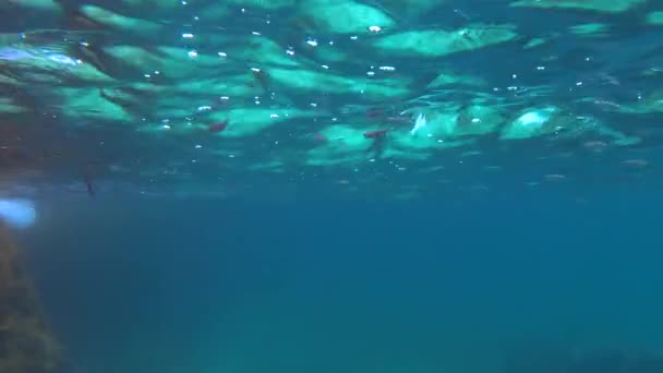 Detalles Submarinos Malta Mar Mediterráneo — Vídeo de stock