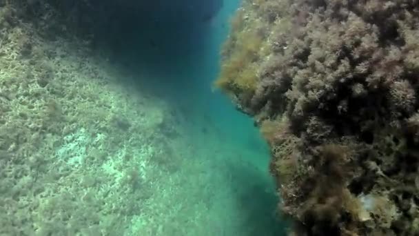 Underwater Details Malta Mediterranean Sea — Stock Video