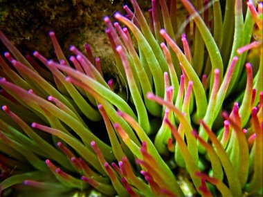 Amonyak Viridis, veya Akdeniz Yılanı Anemone