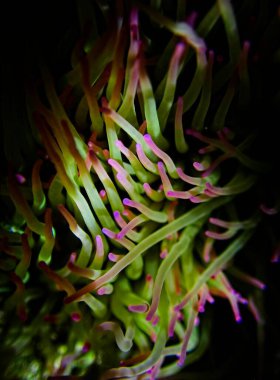 Amonyak Viridis, veya Akdeniz Yılanı Anemone