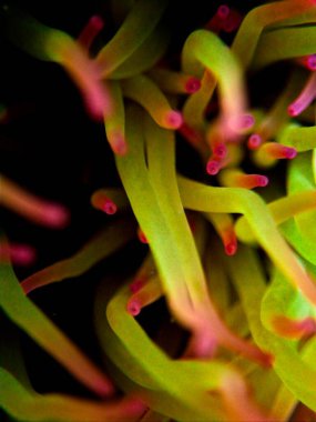Amonyak Viridis, veya Akdeniz Yılanı Anemone
