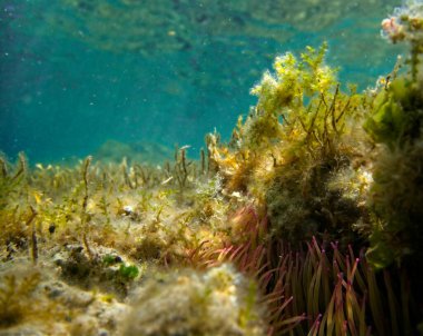 Malta 'daki diğer deniz yosunları arasında Anemone' u yılan gibi tıkıyor.
