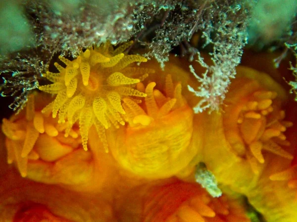 Orange Sun Coral Tubastrea Faulkneri Nelle Calde Acque Maltesi — Foto Stock