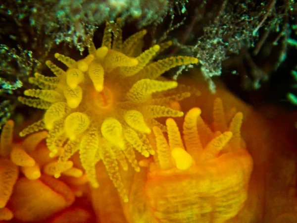 Orange Sun Coral Tubastrea Faulkneri Águas Mornas Maltesas — Fotografia de Stock
