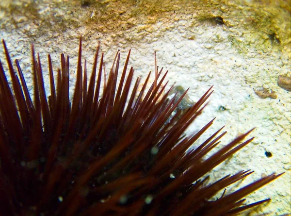 Macro Vista Mediterraneo Piedi Tubo Riccio Mare — Foto Stock