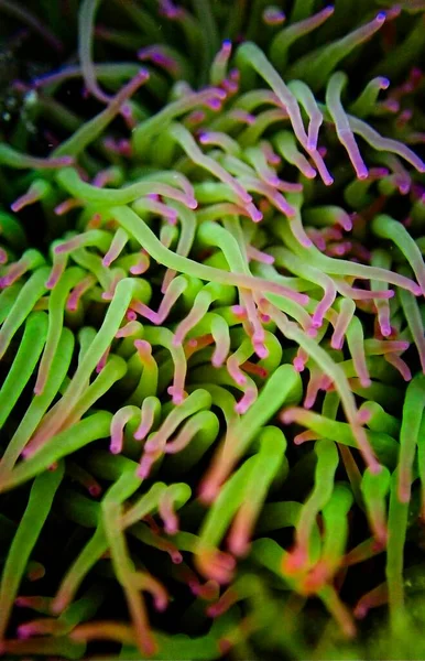 Anemonia Viridis または地中海のスネークロック Anemone — ストック写真