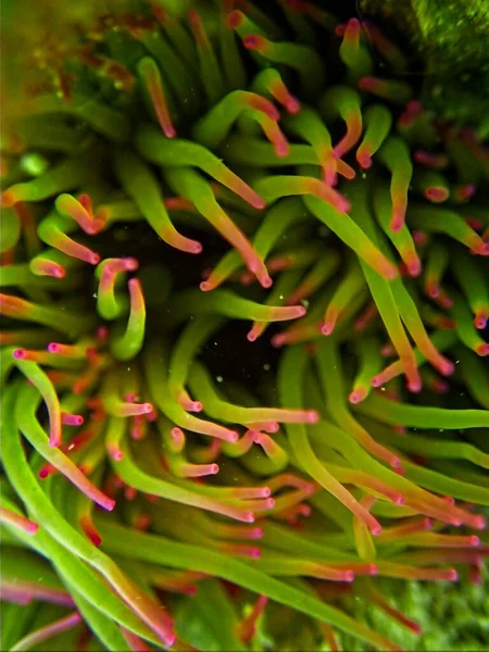 Anemonia Viridis Cobra Mediterrâneo Anêmona — Fotografia de Stock