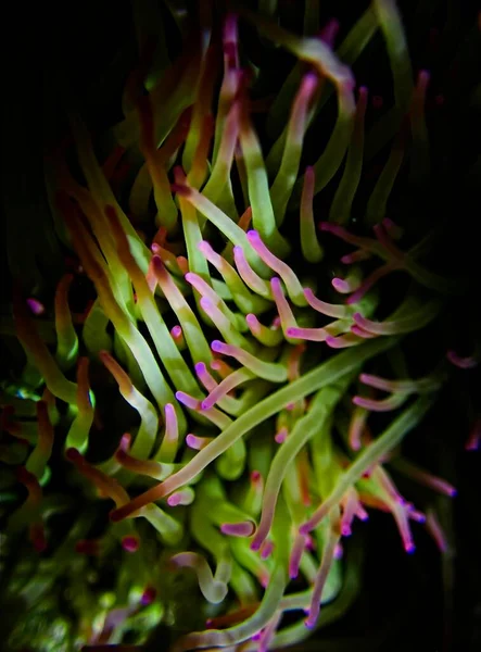 Anemonia Viridis Oder Mittelmeer Schlangenanemone — Stockfoto