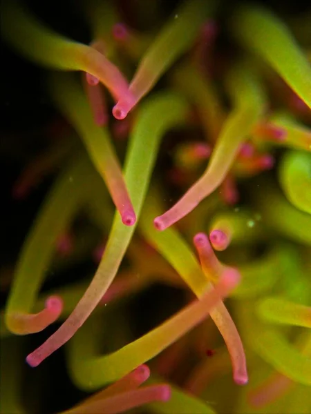 Amonyak Viridis Veya Akdeniz Yılanı Anemone — Stok fotoğraf