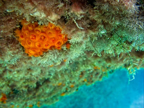 Orange Sun Coral Lub Tubastrea Faulkneri Ciepłych Wodach Maltańskich — Zdjęcie stockowe