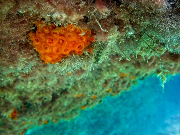 在温暖的马耳他水域中的橙色太阳珊瑚 Tubastrea Faulkneri — 图库照片