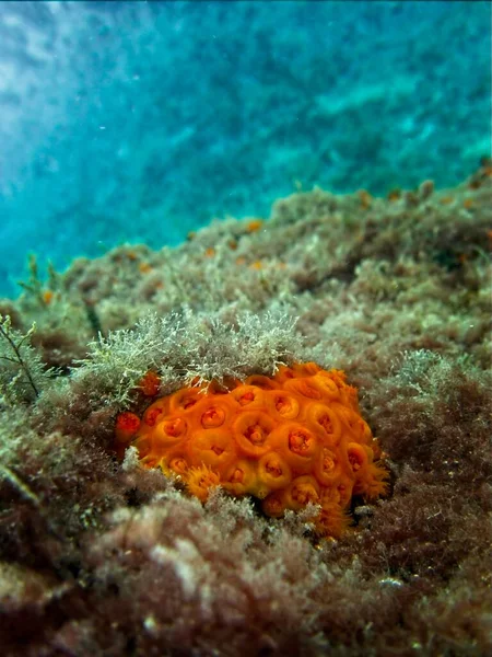 Orange Sun Coral Tubastrea Faulkneri Nelle Calde Acque Maltesi — Foto Stock