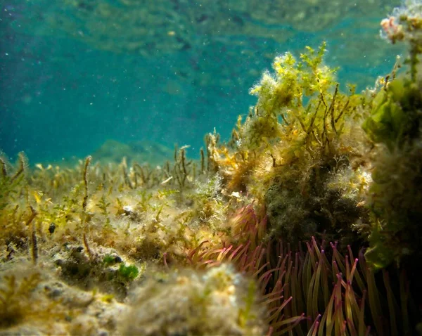 Snakelocks Anemone Entre Otras Malezas Marinas Malta —  Fotos de Stock