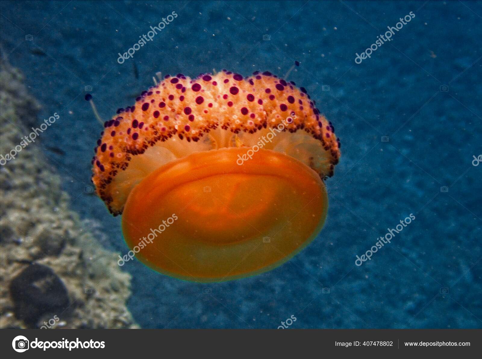 418 Fried Egg Jellyfish Stock Photos Free Royalty Free Fried Egg Jellyfish Images Depositphotos
