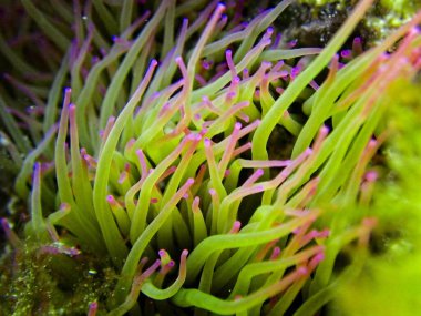 Amonyak Viridis, veya Akdeniz Yılanı Anemone