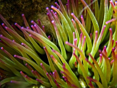 Amonyak Viridis, veya Akdeniz Yılanı Anemone