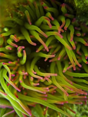 Amonyak Viridis, veya Akdeniz Yılanı Anemone