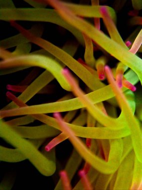 Amonyak Viridis, veya Akdeniz Yılanı Anemone
