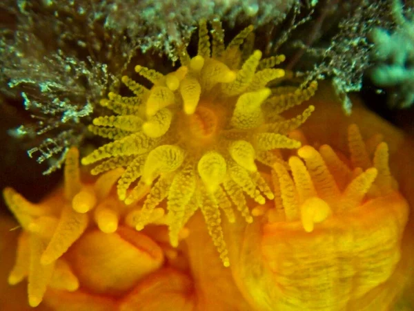 Orange Sun Coral Tubastrea Faulkneri Теплых Водах Мальты — стоковое фото