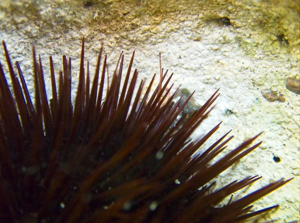 Macro View Mediterranean Sea Urchin Tube Feet — стокове фото