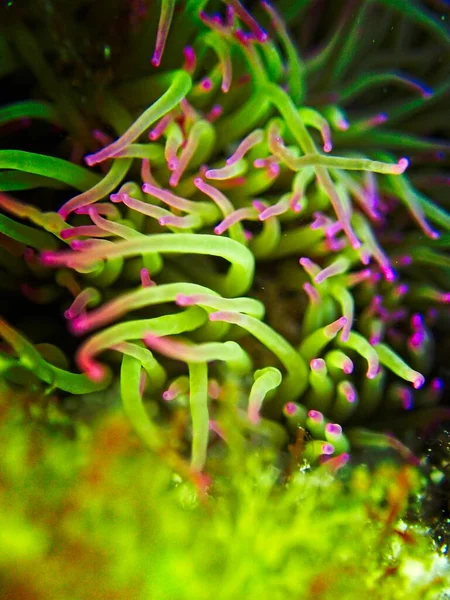 Anemonia Viridis Oder Mittelmeer Schlangenanemone — Stockfoto