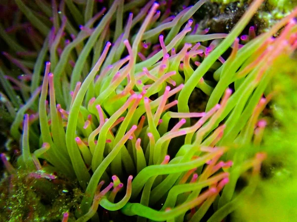 Anemonia Viridis Vagy Mediterrán Kígyófélék Anemone — Stock Fotó