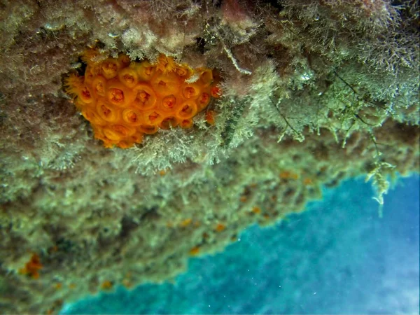 Orange Sun Coral Nebo Tubastrea Faulkneri Teplých Maltských Vodách — Stock fotografie