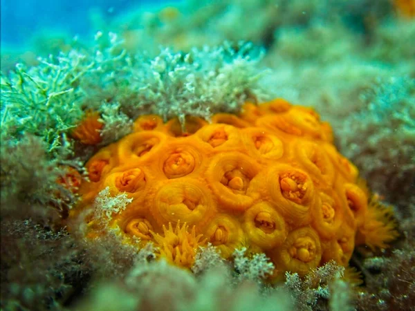 Orange Sun Coral Nebo Tubastrea Faulkneri Teplých Maltských Vodách — Stock fotografie