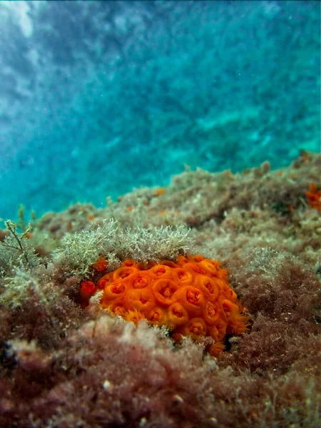 Orange Sun Coral Tubastrea Faulkneri Ζεστά Νερά Της Μάλτας — Φωτογραφία Αρχείου