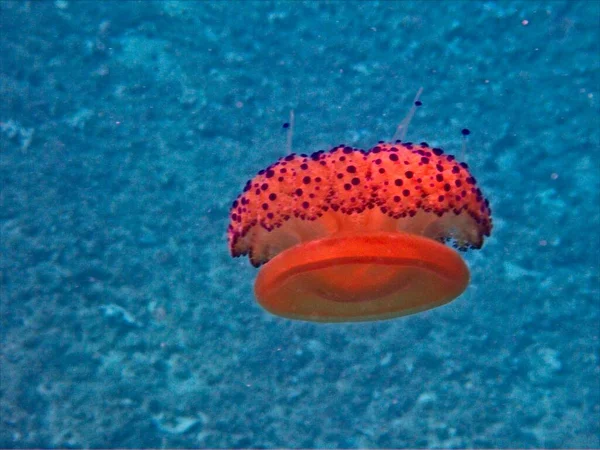 Meduse All Uovo Fritte Nel Mediterraneo — Foto Stock