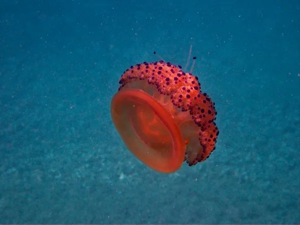 Медузи Папуги Середземному Морі — стокове фото