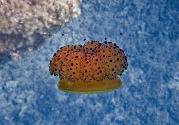 Medusas Huevo Frito Mediterráneo — Foto de Stock