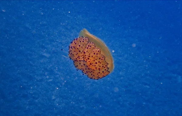 Meduse All Uovo Fritte Nel Mediterraneo — Foto Stock