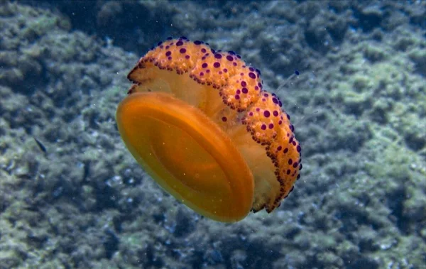 Medusas Ovos Fritos Mediterrâneo — Fotografia de Stock