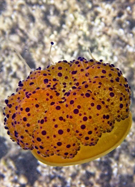 Medusas Huevo Frito Mediterráneo — Foto de Stock