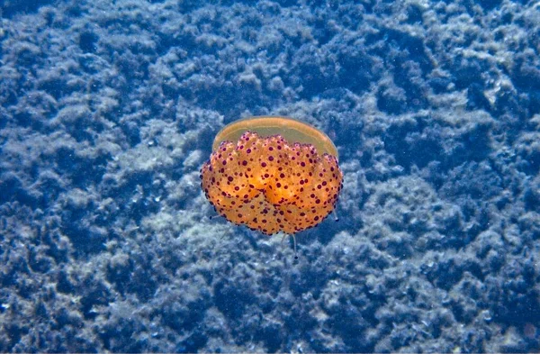 地中海的煎蛋水母 — 图库照片