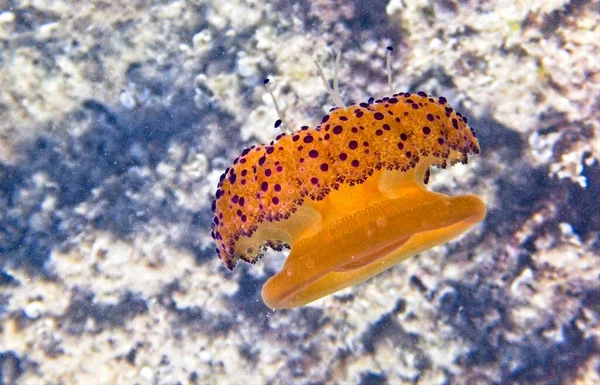 Akdeniz Kızarmış Yumurta Denizanası — Stok fotoğraf