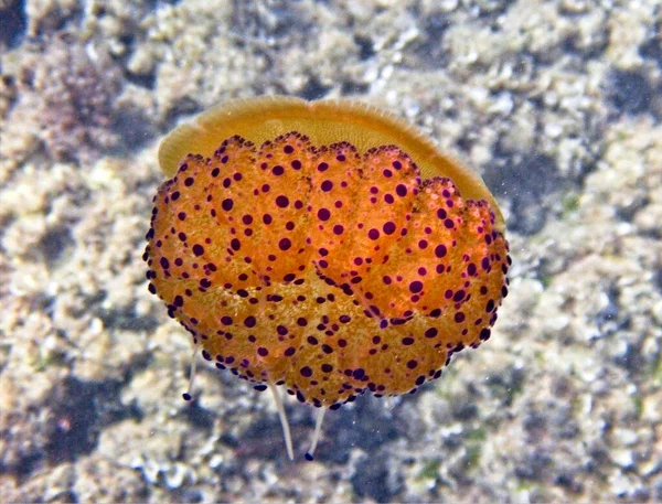 Medusas Ovos Fritos Mediterrâneo — Fotografia de Stock