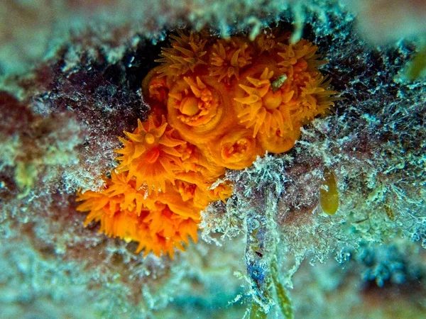 Orange Sun Coral Makro — Stockfoto