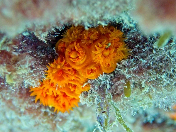 Oranžové Makro Sun Coral — Stock fotografie