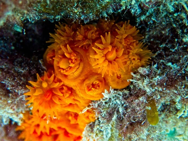 Orange Sun Coral Makro — Stockfoto