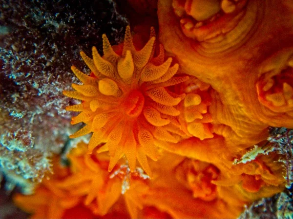 Laranja Sol Coral Macro — Fotografia de Stock