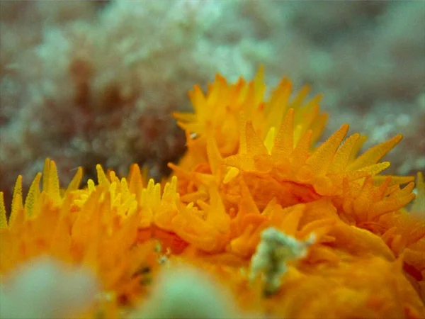 Orange Sun Coral Makro — Stockfoto