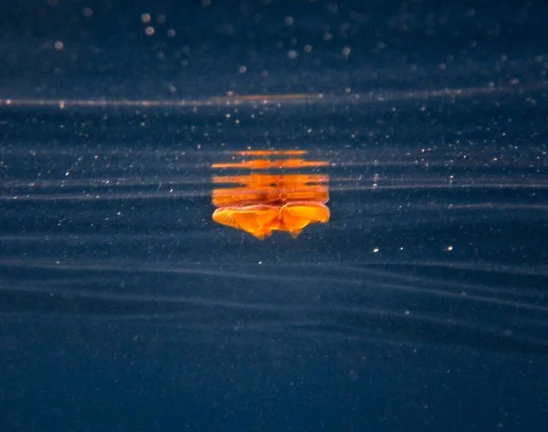 Жареное Яйцо Медузы Средиземном Море Стоковое Изображение
