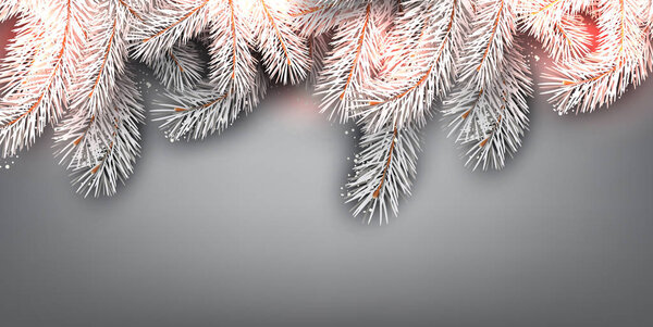 Christmas background with white fir twigs. Vector