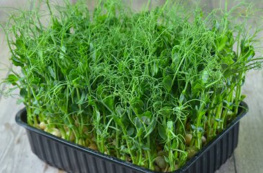 Mikro yeşiller. Yeşil arka plan. Sağlıklı salata, karışık salata (mikro yeşillikler, sulu atıştırmalıklar). yiyecek arkaplanı - Boşluğu kopyala