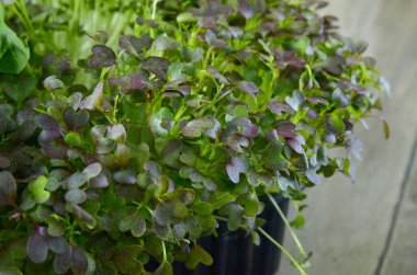 Mikro yeşiller. Yeşil arka plan. Sağlıklı salata, karışık salata (mikro yeşillikler, sulu atıştırmalıklar). yiyecek arkaplanı - Boşluğu kopyala